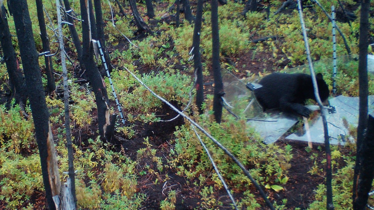 A black bear tearing apart a piece of research equipment in a forest.